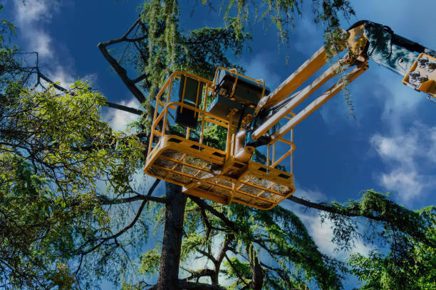 Tree Branch Trimming in Troy, AL